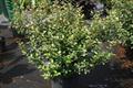spotted elaeagnus,silver thorn,Elaeagnus